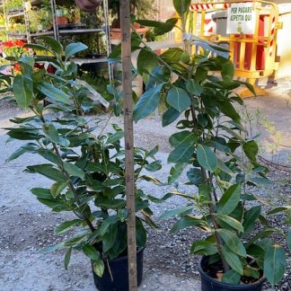 Prunus Lauroceraso vaso 20