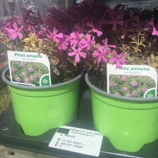 Phlox vaso 12