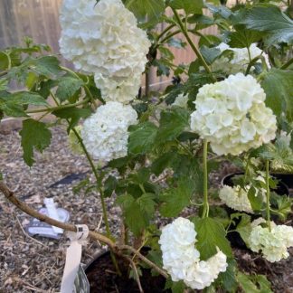 Viburnum Opolus Roseum (o palla di neve) vaso 18