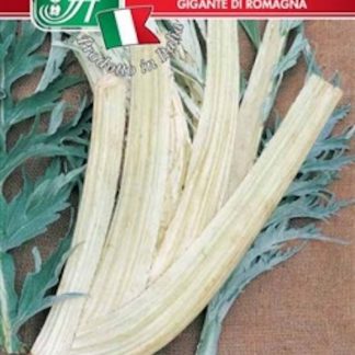 Cardo gigante di Romagna