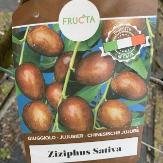 Ziziphus sativa giuggiolo classico vaso 30