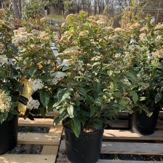 Viburnum Tinus - Viburno