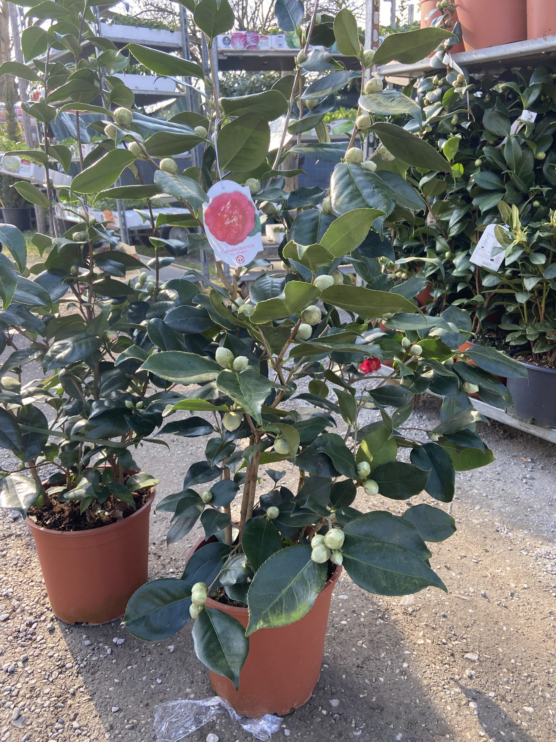 Camelia Japonica E3 vaso cm.26 - immagine 2
