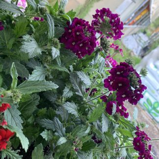 Verbena vaso 14