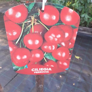 Ciliegio ferrovia