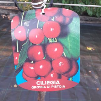 Ciliegio grossa di Pistoia
