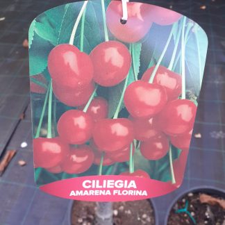 Ciliegia amarena Florina