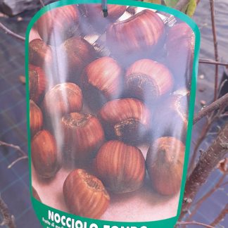Nocciolo tondo