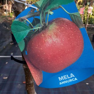 Mela Annurca