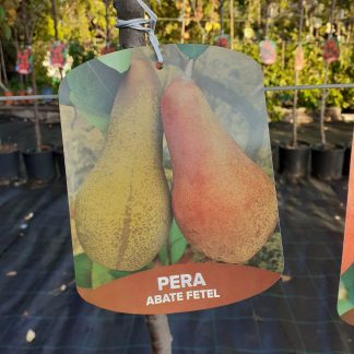 Pera abate fetel