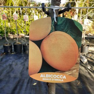 Albicocco Reale D'Imola