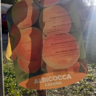 Albicocco Cafona