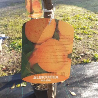 Albicocco Bulida