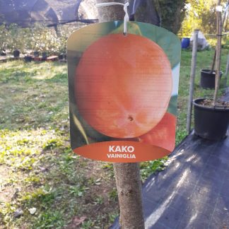 Kako vaniglia