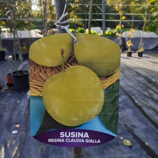 Susino Regina Claudia Gialla