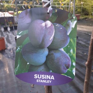 Susino Stanley