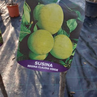 Susino Regina Claudia verde