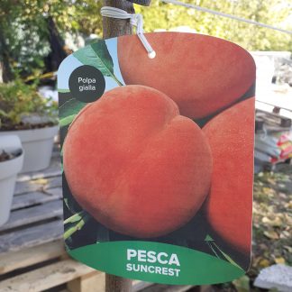 Pesca suncrest