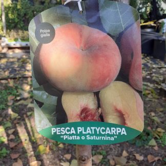 Pesca platicarpa