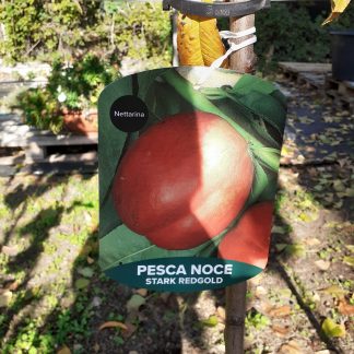 Pesca noce Stark redgold