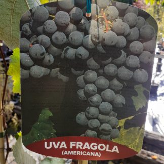 Uva fragola