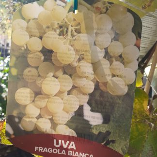 Uva fragola bianca