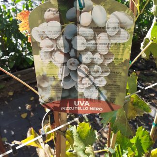 Uva Pizzutello nero