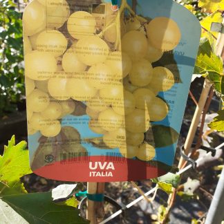 Uva Italia