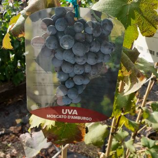Uva Moscato di Amburgo