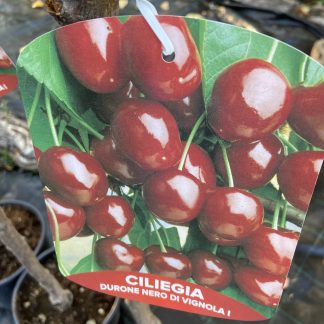 Ciliegia durone vignola 1 decade vaso 24