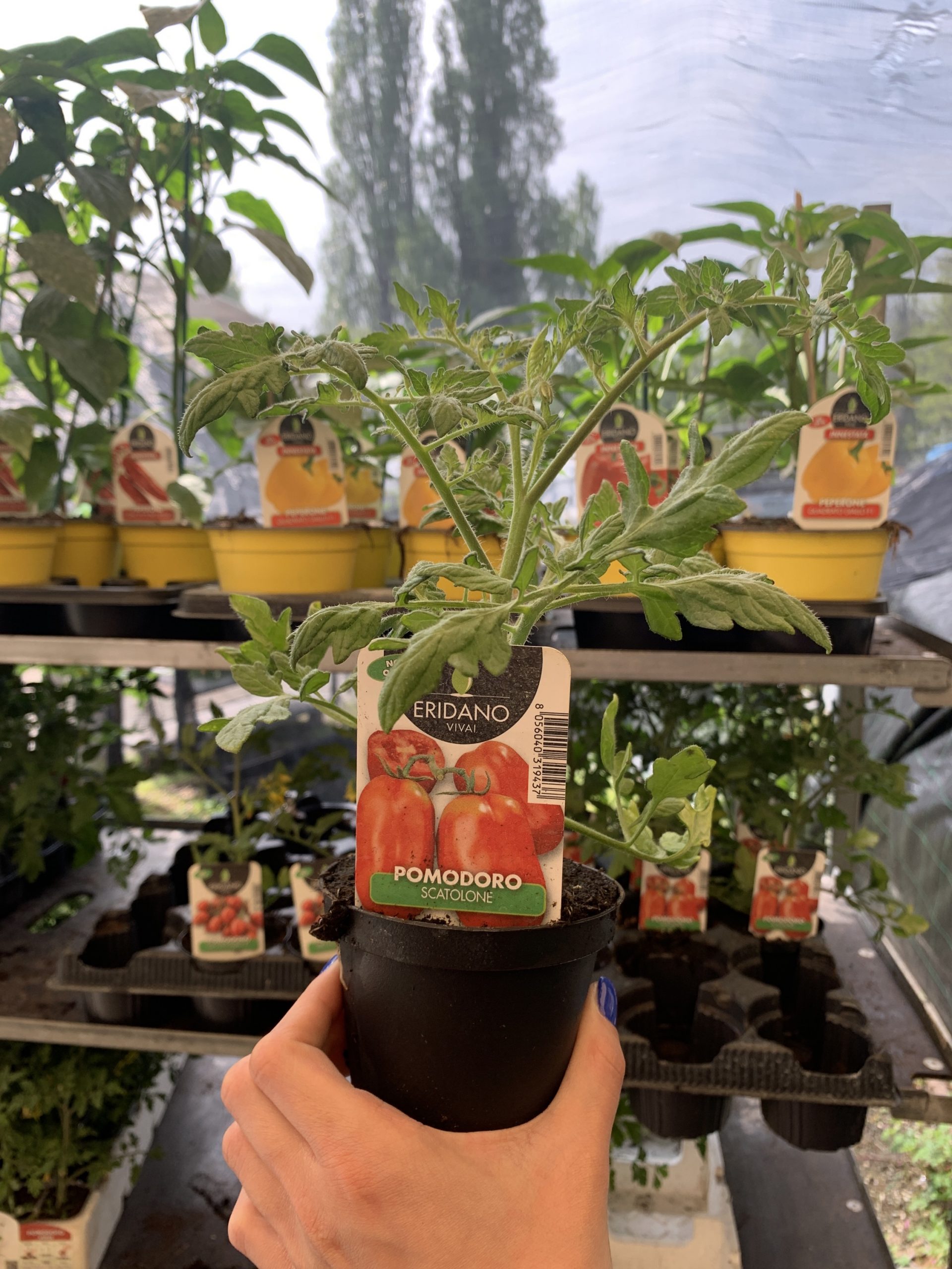 Pomodoro Scatolone vaso 10 cm - immagine 2