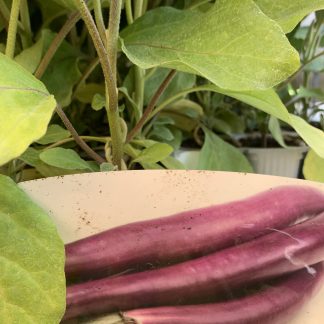 Melanzana violetta lunga