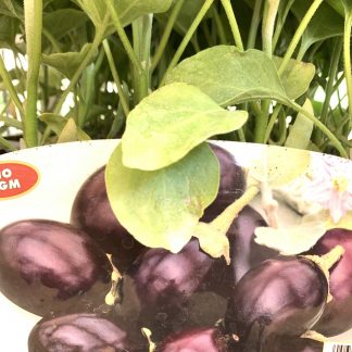 Melanzana piccola genovese