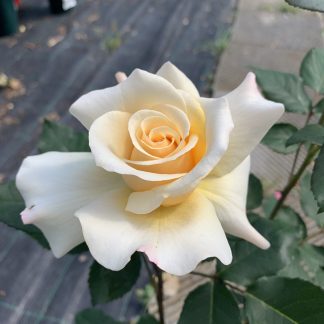 Rosa Sunny Sky