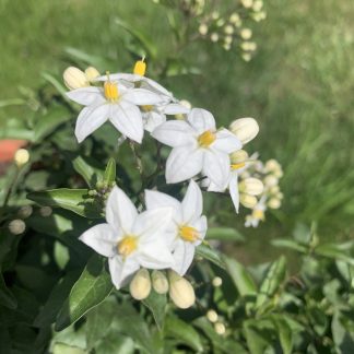 Solanum Jasminoides vaso 19