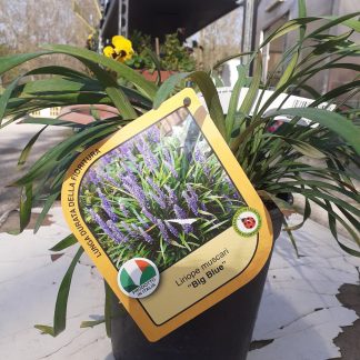 Liriope Muscari Big blue vaso 18