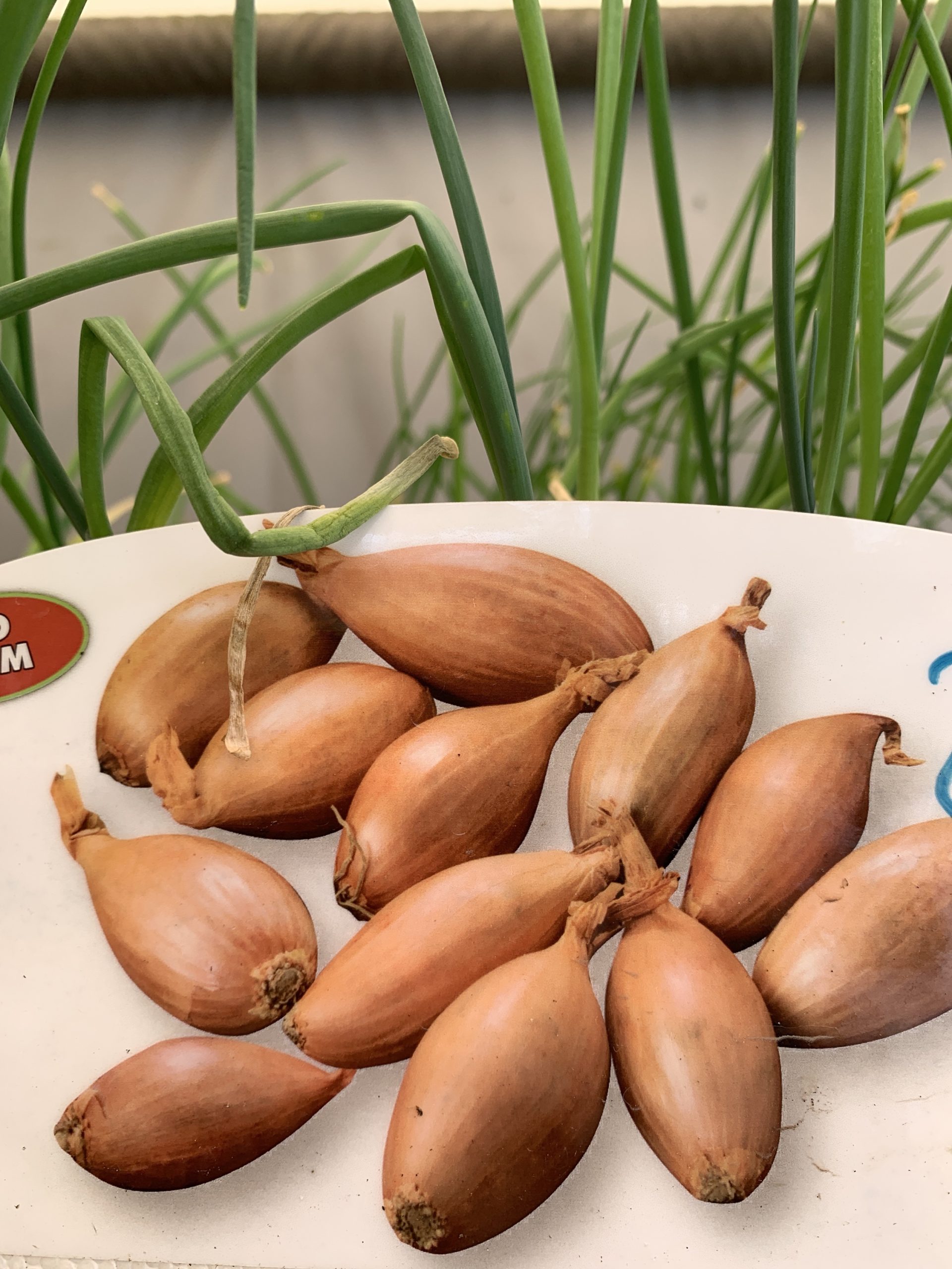 Scalogno Biondo (tra aglio e cipolla)