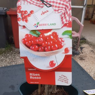 Ribes Rosso Tardivo