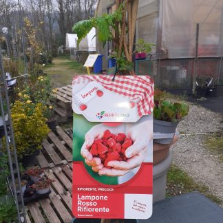 Lampone rosso vaso cm.18