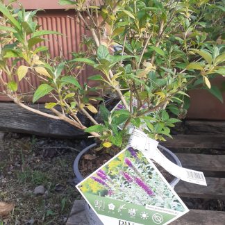Buddleia Miss Violet vaso 18