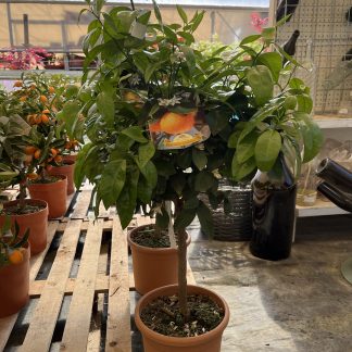 Arancio Citrus Sinensis vaso cm.20 mezzo fusto