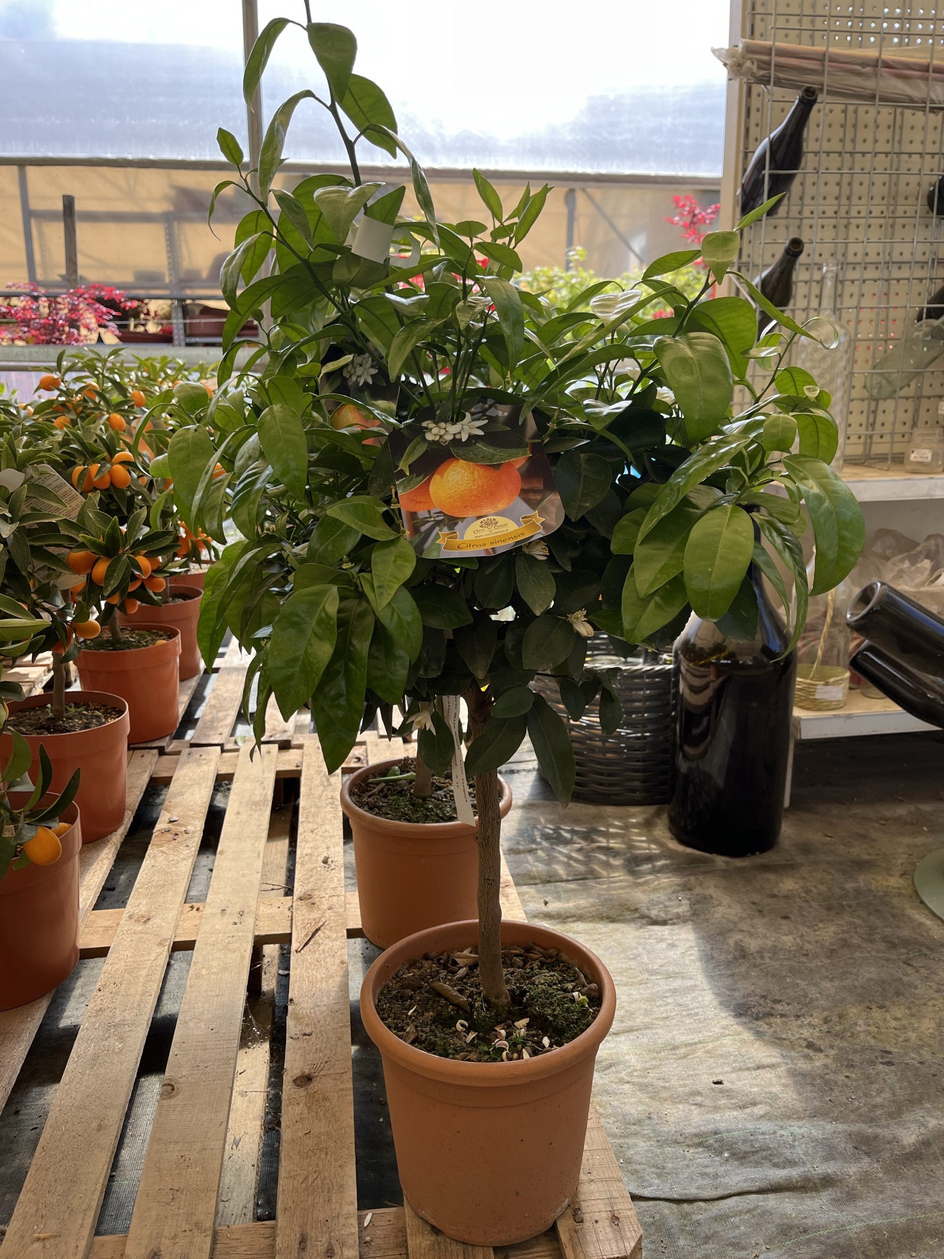 Arancio Citrus Sinensis vaso cm.20 mezzo fusto