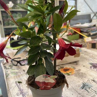 Dipladenia vaso 14 piramide