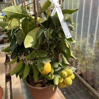 Limone Fiorentino rotondo vaso cm.20 h.50 cm