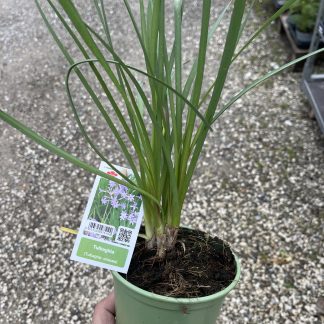 Tulbaghia vaso cm 14