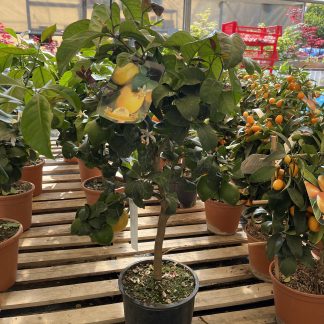 Limone Citrus limon florentia vaso cm.20 mezzo fusto