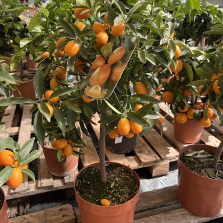 Kumquatt Citrus fortunella margarita vaso cm. 20 mezzo fusto