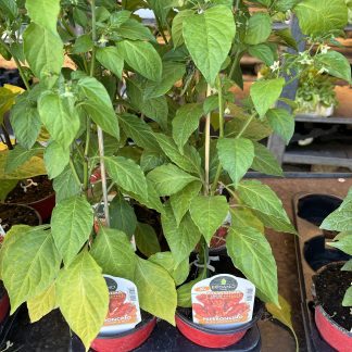 Peperoncino Bhut Jolokia red vaso cm.14