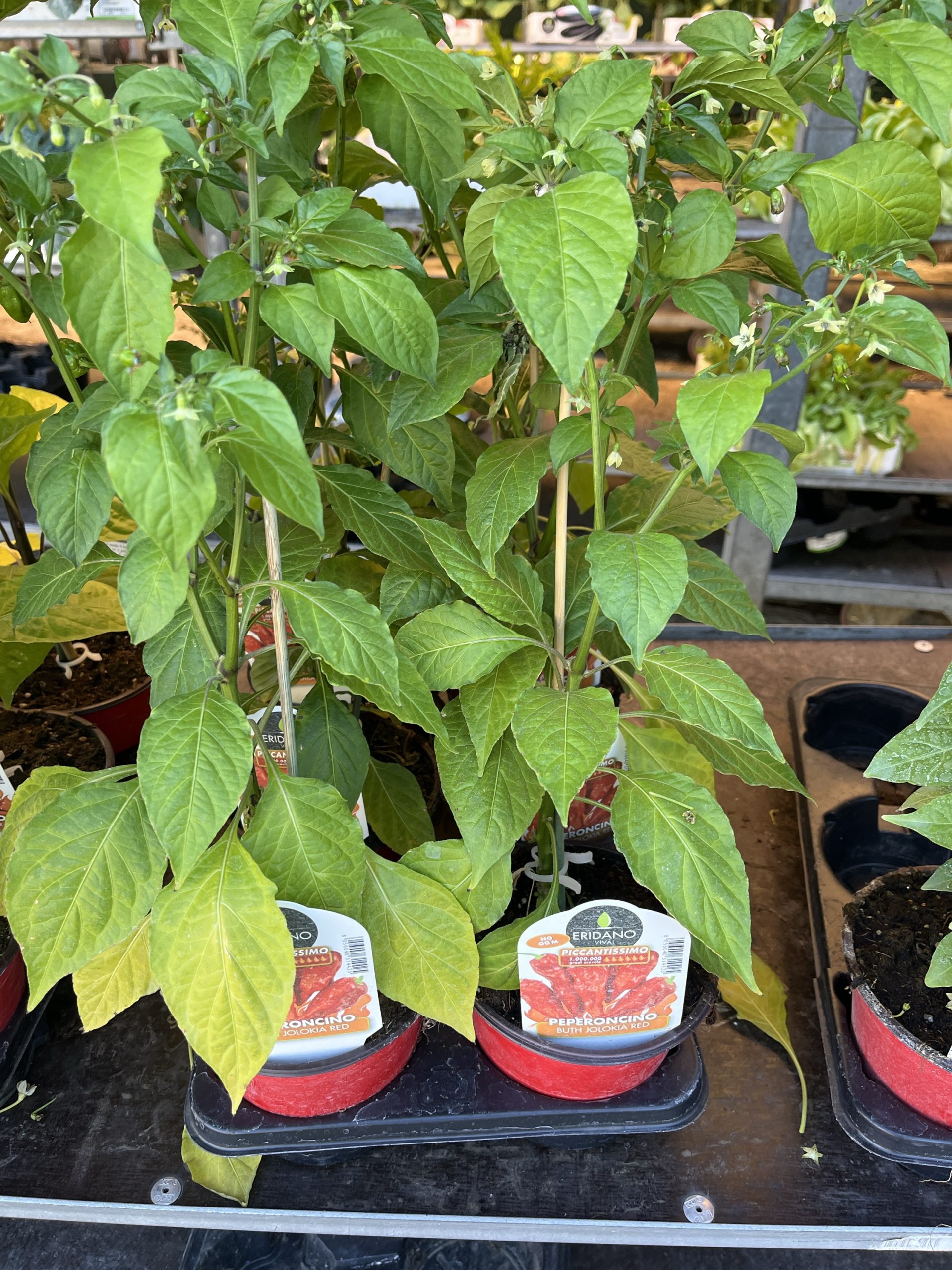 Peperoncino Bhut Jolokia red vaso cm.14