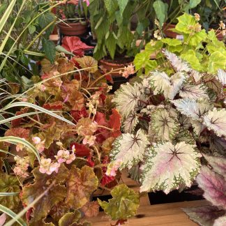 Begonia Beleaf vasi cm.14